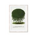 Picture of Kilmarnock Weeping Willow Tree Lithograph _GroupedProduct_Rectangle_Portrait_Framed_Matted_