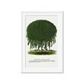 Picture of Kilmarnock Weeping Willow Tree Lithograph _GroupedProduct_Rectangle_Portrait_Framed_Matted_
