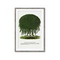 Picture of Kilmarnock Weeping Willow Tree Lithograph _GroupedProduct_Rectangle_Portrait_Framed_Matted_