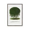 Picture of Kilmarnock Weeping Willow Tree Lithograph _GroupedProduct_Rectangle_Portrait_Framed_Matted_