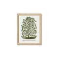 Picture of Hardy Magnolia Tree Lithograph _GroupedProduct_Rectangle_Portrait_Framed_Matted_