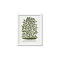 Picture of Hardy Magnolia Tree Lithograph _GroupedProduct_Rectangle_Portrait_Framed_Matted_