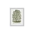 Picture of Hardy Magnolia Tree Lithograph _GroupedProduct_Rectangle_Portrait_Framed_Matted_