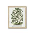 Picture of Hardy Magnolia Tree Lithograph _GroupedProduct_Rectangle_Portrait_Framed_Matted_