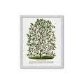 Picture of Hardy Magnolia Tree Lithograph _GroupedProduct_Rectangle_Portrait_Framed_Matted_