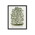 Picture of Hardy Magnolia Tree Lithograph _GroupedProduct_Rectangle_Portrait_Framed_Matted_