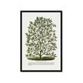 Picture of Hardy Magnolia Tree Lithograph _GroupedProduct_Rectangle_Portrait_Framed_Matted_