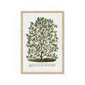 Picture of Hardy Magnolia Tree Lithograph _GroupedProduct_Rectangle_Portrait_Framed_Matted_