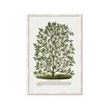 Picture of Hardy Magnolia Tree Lithograph _GroupedProduct_Rectangle_Portrait_Framed_Matted_