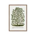 Picture of Hardy Magnolia Tree Lithograph _GroupedProduct_Rectangle_Portrait_Framed_Matted_