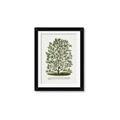 Picture of Hardy Magnolia Tree Lithograph _GroupedProduct_Rectangle_Portrait_Framed_Matted_
