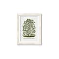 Picture of Hardy Magnolia Tree Lithograph _GroupedProduct_Rectangle_Portrait_Framed_Matted_