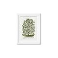Picture of Hardy Magnolia Tree Lithograph _GroupedProduct_Rectangle_Portrait_Framed_Matted_
