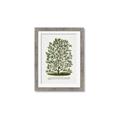 Picture of Hardy Magnolia Tree Lithograph _GroupedProduct_Rectangle_Portrait_Framed_Matted_