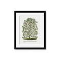 Picture of Hardy Magnolia Tree Lithograph _GroupedProduct_Rectangle_Portrait_Framed_Matted_