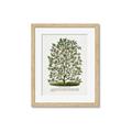 Picture of Hardy Magnolia Tree Lithograph _GroupedProduct_Rectangle_Portrait_Framed_Matted_