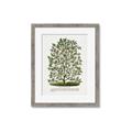 Picture of Hardy Magnolia Tree Lithograph _GroupedProduct_Rectangle_Portrait_Framed_Matted_