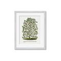Picture of Hardy Magnolia Tree Lithograph _GroupedProduct_Rectangle_Portrait_Framed_Matted_