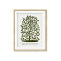 Picture of Hardy Magnolia Tree Lithograph _GroupedProduct_Rectangle_Portrait_Framed_Matted_
