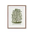 Picture of Hardy Magnolia Tree Lithograph _GroupedProduct_Rectangle_Portrait_Framed_Matted_