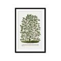 Picture of Hardy Magnolia Tree Lithograph _GroupedProduct_Rectangle_Portrait_Framed_Matted_