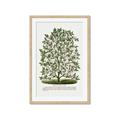 Picture of Hardy Magnolia Tree Lithograph _GroupedProduct_Rectangle_Portrait_Framed_Matted_