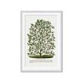 Picture of Hardy Magnolia Tree Lithograph _GroupedProduct_Rectangle_Portrait_Framed_Matted_