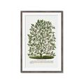 Picture of Hardy Magnolia Tree Lithograph _GroupedProduct_Rectangle_Portrait_Framed_Matted_