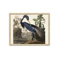 Picture of Vintage Heron Bird _GroupedProduct_Rectangle_Landscape_Framed_Matted_