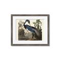 Picture of Vintage Heron Bird _GroupedProduct_Rectangle_Landscape_Framed_Matted_