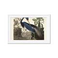Picture of Vintage Heron Bird _GroupedProduct_Rectangle_Landscape_Framed_Matted_
