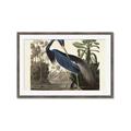 Picture of Vintage Heron Bird _GroupedProduct_Rectangle_Landscape_Framed_Matted_