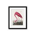 Picture of Vintage Pink Flamingo _GroupedProduct_Rectangle_Portrait_Framed_Matted_