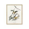 Picture of Two Yellow Warbler Birds _GroupedProduct_Rectangle_Portrait_Framed_Matted_