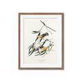 Picture of Two Yellow Warbler Birds _GroupedProduct_Rectangle_Portrait_Framed_Matted_