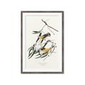 Picture of Two Yellow Warbler Birds _GroupedProduct_Rectangle_Portrait_Framed_Matted_