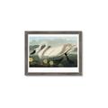 Picture of Vintage Floating White Swan _GroupedProduct_Rectangle_Landscape_Framed_Matted_