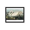 Picture of Vintage Floating White Swan _GroupedProduct_Rectangle_Landscape_Framed_Matted_