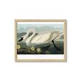 Picture of Vintage Floating White Swan _GroupedProduct_Rectangle_Landscape_Framed_Matted_
