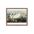 Picture of Vintage Floating White Swan _GroupedProduct_Rectangle_Landscape_Framed_Matted_