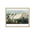 Picture of Vintage Floating White Swan _GroupedProduct_Rectangle_Landscape_Framed_Matted_