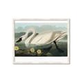 Picture of Vintage Floating White Swan _GroupedProduct_Rectangle_Landscape_Framed_Matted_