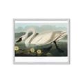 Picture of Vintage Floating White Swan _GroupedProduct_Rectangle_Landscape_Framed_Matted_
