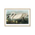Picture of Vintage Floating White Swan _GroupedProduct_Rectangle_Landscape_Framed_Matted_