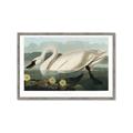 Picture of Vintage Floating White Swan _GroupedProduct_Rectangle_Landscape_Framed_Matted_