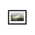Picture of Vintage Floating White Swan _GroupedProduct_Rectangle_Landscape_Framed_Matted_
