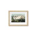 Picture of Vintage Floating White Swan _GroupedProduct_Rectangle_Landscape_Framed_Matted_