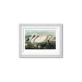 Picture of Vintage Floating White Swan _GroupedProduct_Rectangle_Landscape_Framed_Matted_