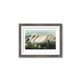Picture of Vintage Floating White Swan _GroupedProduct_Rectangle_Landscape_Framed_Matted_