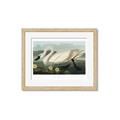 Picture of Vintage Floating White Swan _GroupedProduct_Rectangle_Landscape_Framed_Matted_